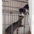 保護された兄妹子猫が1週間ぶりに再会した結果…『まさかの光景』に涙が止…