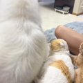 猫が並んでくつろいでいたら…乱入してきた大型犬が引き起こした『まさかの…