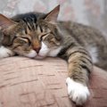 猫が10歳を過ぎて現れる老化のサインと必要なケア