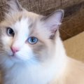 甘えたくてしょうがない猫→飼い主さんのことを見つめて…反則級に可愛い『…