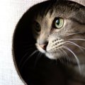 猫の『キャットタワー』はどこに置くのがベスト？３つの最適な設置場所