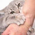 猫が飼い主さんを激しく襲う『攻撃行動』考えられる5つの原因　きっと…