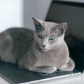 猫が『キーボード』に乗りたがる4つのワケ！やんわりどいてもらう方法…