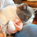 爪切りが苦手な４匹のネコ→ママが抱っこすると…可愛すぎて『思わず応援し…