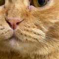 飼い主を『じっと見つめる猫』→おててを見ると……キュンとくる『優しさ…