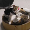 カメラを向けるとやめちゃう！？猫あるある