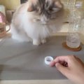 猫と『ペットボトルの蓋』を使って遊んだ結果…ずっと見ていたくなる『微笑…