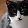 猫が『信頼関係』を築けていない時にする行動5つ