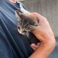 歩道の隅で"うずくまっていた子猫"→家族に迎えた結果…心温…