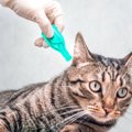 市販薬の成分で、特定の猫に「神経障害」の可能性が　米研究者が研究…
