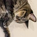 実家に帰ったら、『猫のお腹』から…世界も救えそうな『まさかの光景』…