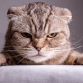 イライラするニャ…猫の『ご機嫌が悪いとき』のサイン5選　機嫌をなおして…