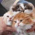 成長で猫の毛の色が変わる？猫の種類の豆知識