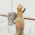 『メントスコーラ』を試してみたら、『子猫』が……悶絶必至の反応が77万再…