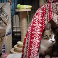 寒い冬対策にふかふか猫ベッドをプレゼント♪