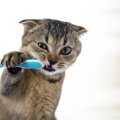 猫の歯磨きに苦労している人へ！おすすめの方法５つ