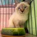 目をまんまるにして“ご飯拒否”する元野良猫→離れてモニタリングした結…