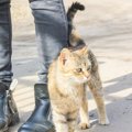 猫が飼い主に『尻尾でタッチ』する時の気持ちや訴えたいこと3つ