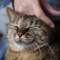 猫が「晩年」を快適に送るために飼い主にできる３つのこと