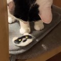 愛猫にそっくりの『ワッペン』を進呈→眺めていると思ったら、次の瞬間…