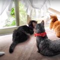 女子猫に襲われる男子猫！？本当は仲良しな5匹♪