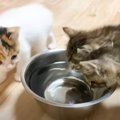 「みんな一緒の行動が可愛いｗｗ」たくさん水を飲んだ3匹の子猫が…&qu…