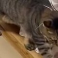 そろりそろり忍び足で歩く猫→『横目でちらちら見ていたのは…』思いやりが…