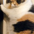 ふと足元を見てみると、『床でくつろいでいた猫が…』予想外の『愛らしいポ…
