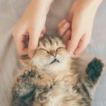 猫の乳腺腫瘍とは その原因と主な症状