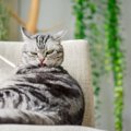 『ストレスを溜めている猫』に生じる変化4つ　放置してはいけない理由や取…