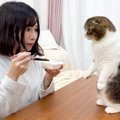 納豆を食べていたら『猫』がきて…まさかの『興味津々な様子』が可愛す…