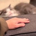 飼い主さんがいるソファーの上に『登ろうとした猫』→失敗して何度か挑戦し…
