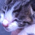 孤独な環境から保護されて……似た境遇の２匹の子猫が『本当の家族にな…