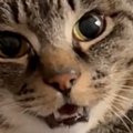 椅子の上でくつろぐ猫に『おはよう』と声をかけてみると…完璧な『お返事』…