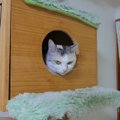 巨大台風直撃！！怯える猫ちゃんの元に現れたジェントルニャン