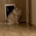 床一面に散らばるキャットフード→猫がやったのかと思いきや…笑ってし…