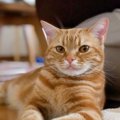 猫に毎日させても大丈夫な留守番は何時間？見極めポイント４つ