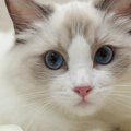 『猫を初めてお迎えする人』にピッタリな猫種3選　性格や注意点をチェック…