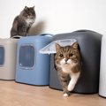 愛猫が守っている『トイレにまつわるルール』3選　猫なりに譲れないト…