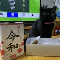 「令和」の時代、猫とはどう暮らす？新年号から決めておきたい新しい…