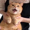 遊びに来た姉に激おこな猫→『踊らせてみた』結果…まさかの反応が可愛すぎ…