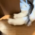 猫たちの『ご飯の時間』→部屋のドアを開けると…カオスすぎる光景に"…