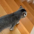 『寂しがり屋の猫』→飼い主といっしょに『家の中を移動』していると……
