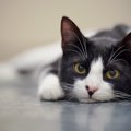 猫を『最悪な気分』にさせる飼い主の行動５つ