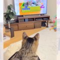 猫が『テレビに写った飼い主』を見た結果…予想外の『可愛すぎる行動』が11…