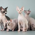 毛が生えない猫『ヘアレスキャット』６種　個性的な魅力や飼育のポイント…