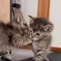 よちよち歩きの『子猫たちのバトル』を見守っていたら…思わず頬が緩む…
