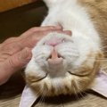 猫と飼い主の「絆」はどうやって作られる？４つの過程