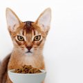 愛猫が『フードを選り好みする』理由3つ　飽きっぽい猫にフードを食べ…