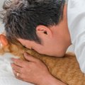 『猫吸い』をするなら守るべきこと3選　愛猫はどんな気持ちなの？注意した…